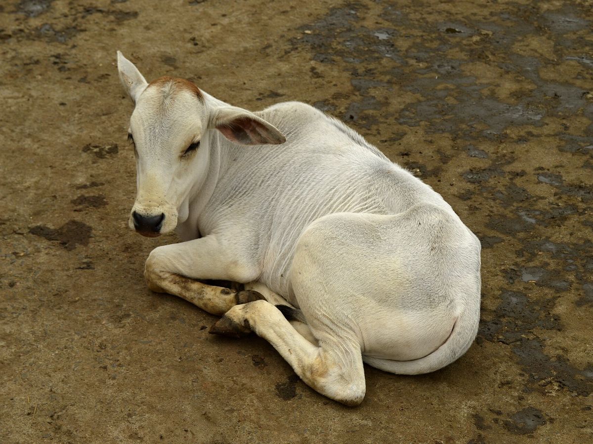 Farmer watching an education video