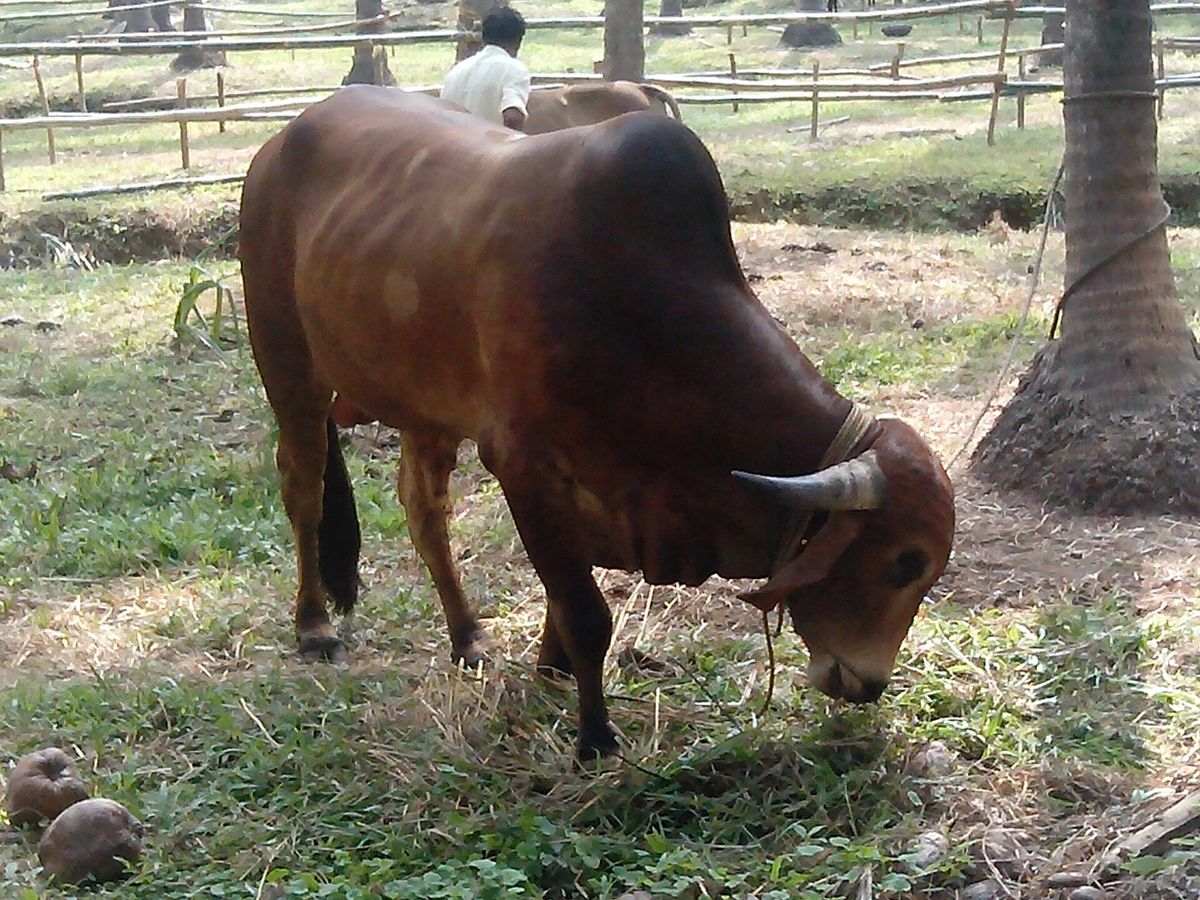 Gir cow in the shed